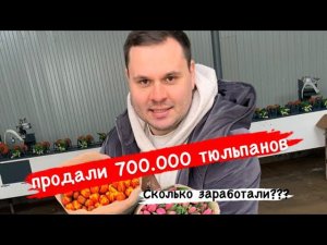 Тюльпаны оптом. Продали 700.000 тюльпанов. Сезон 2022 года.