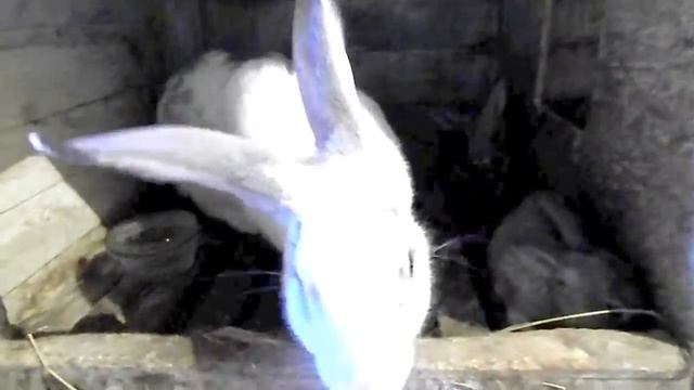 как чихает крольчиха