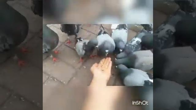 Кормим голубей. смотреть онлайн