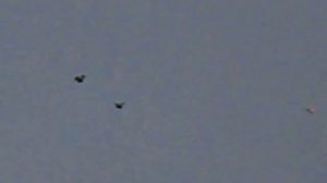 НИКОЛАЕВСКИЕ ГОЛУБИ В БАЛТЕ