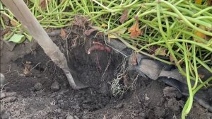 Высокая урожайность БАТАТ ?//Сколько БАТАТА с одного куста