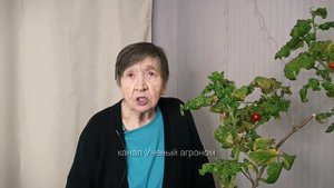 Главная проблема при выращивании томатов на окне