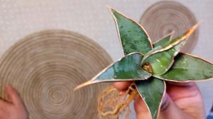 Сансевиерия  Пингвин, Дракула или тещин язык? Распаковка необычной сансевиерии. Комнатные цветы