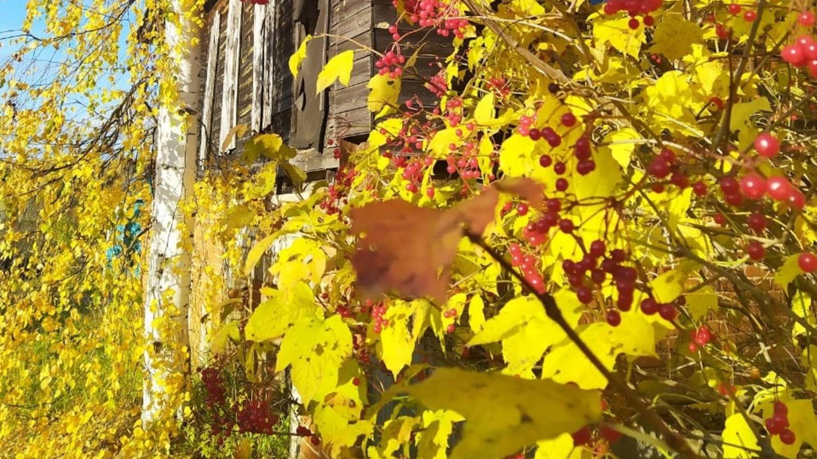 Листья жёлтые над городом кружатся... (Самоцветы)