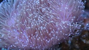 Саркофитон