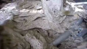 Парень разрушил огромное гнездо шершней и показал на видео от первого лица