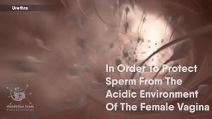 Male Reproductive System|3d medical animation|#malereproductivesystem #sperm  #erectiledysfunction