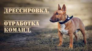 Минибультерьер Дан. Дрессировка. Отработка команд.