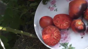 Томат Сержант Пеппер. Красивый, вкусный, но от засухи страдает
