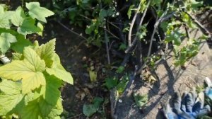 Спасайте смородину, если увидите такие ветки??