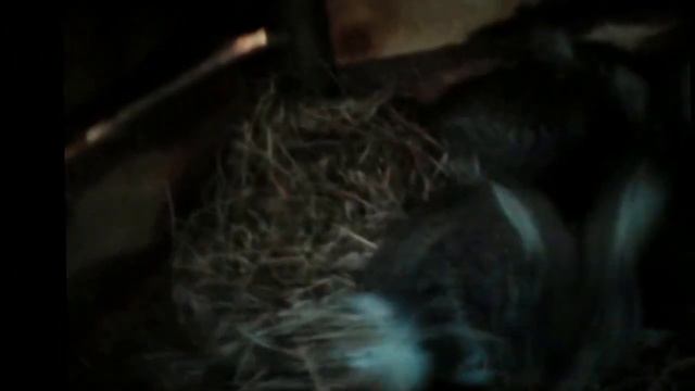 When you can take out rabbits from their mother? Когда можно отсаживать крольчат от матери? смотреть онлайн