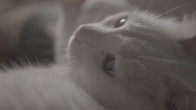 ?Плохой сон ?и Стресс уйдут. Вы уснете очень быстро, хватит 10 минут ✅Самые исцеляющие звуки ASMR смотреть онлайн