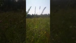 Русская природа