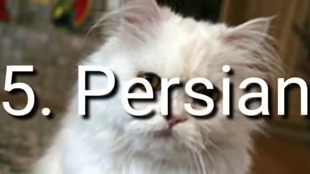 Top 10 cutest cats! Top 10 cutest cats breed in the world! cuteness level 100 смотреть онлайн