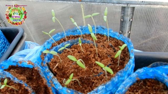 Рассада помидоров вытягивается. Что делать, чтобы рассада томатов не вытягивалась смотреть онлайн