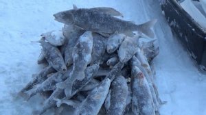 Хариус на лесной речке  Подведение итогов за три дня