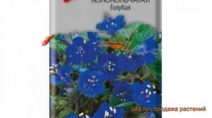 Фацелия колокольчатый Колокольчатая Голубая ? обзор: как сажать, семена фацелии