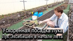 Ускоренная посадка лука. Лук Эксибишен к началу лета. Часть 2 #ТриЭкоОгород