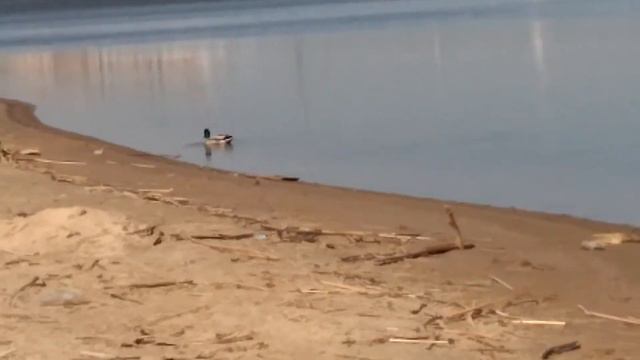 Куда делась рыба? смотреть онлайн