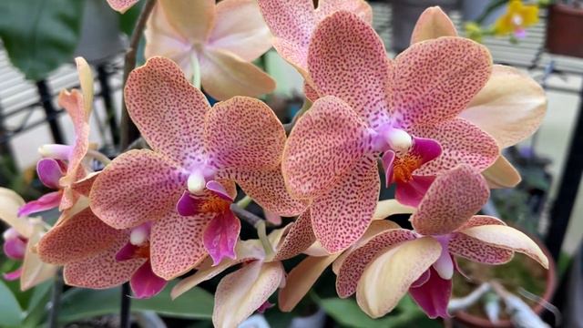 Phalaenopsis Haul From Hilltop Orchids смотреть онлайн