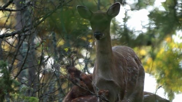 Олень пятнистый. Свист. Sika deer. Whistling.