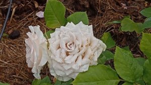 Розы, которые понравились и не очень не очень. White pink, Luviana, la Calissone, Vien rose