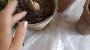 Фокея эдулис, устраняем мифы!