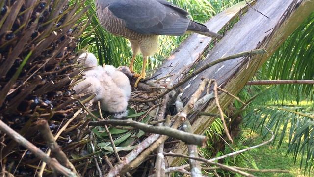Hawk Killing and Eating Mouse With Last Baby Bird (13) – Chick Doesn’t Want to Be Close to Mom E144 смотреть онлайн