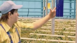 Как выращивают розы. Технология выращивания роз