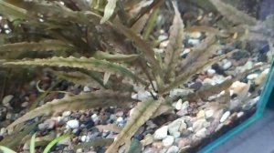 Растения из меристемы. Группа 2: Аквариумные растения для новичков.