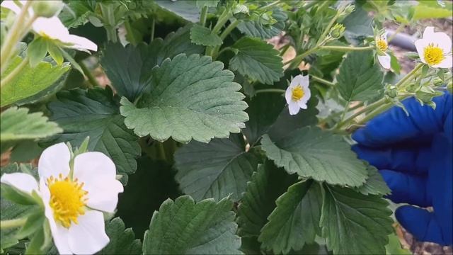 Отчего засыхают завязи на клубнике. Чем обработать клубнику от долгоносика.