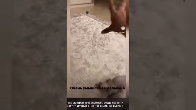 Наш питомник Mystic Gaze смотреть онлайн