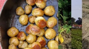 Самый дорогой картофель в мире.