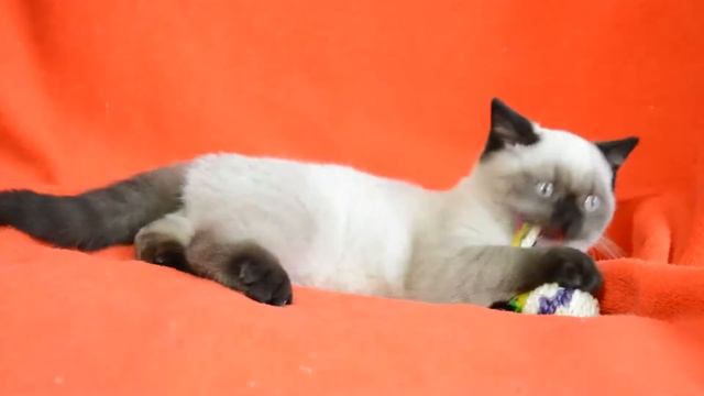 Элитный чистокровный шотландский котенок редкого окраса.