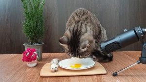 Кот ест перепелиное яйцо Asmr - Cat Eats Quail Egg Asmr