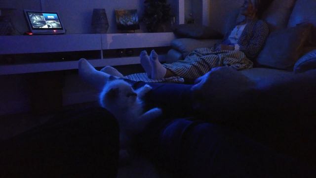 Playing with my little Nova 10 weeks Ragdoll lynx kitten смотреть онлайн