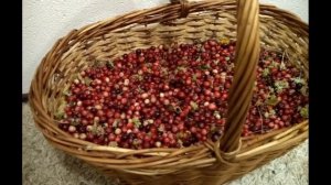 Клюква на болоте у посёлка Портовое.Сентябрь 2020г. Сбор.Нюансы хранения.