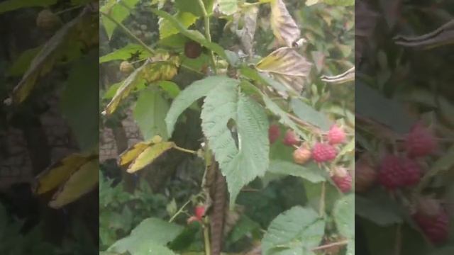 малина БРЯНСКОЕ ДИВО , ремонтантная. #малина #садиогород 09.09.2021 смотреть онлайн