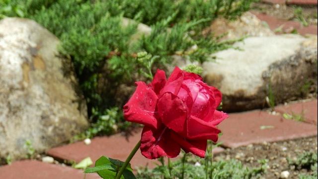 Красная роза Бургунд