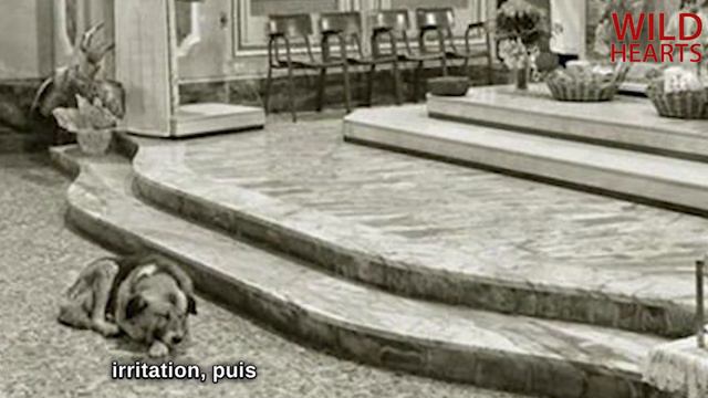 Ce Chien Vient à Léglise Tous Les Jours  Regardez La Raison  La Raison Est Stupéfiante!