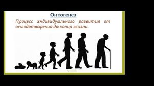 ОБЩИЕ ЗАКОНОМЕРНОСТИ РОСТА И РАЗВИТИЯ. ВОЗРАСТНАЯ ПЕРИОДИЗАЦИЯ. ЛЕКЦИЯ № 1. ТАТЬЯНА ПОГОСЯН
