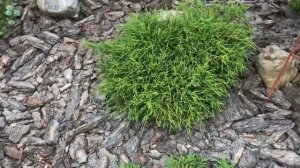 Хвойная клумба с тисами, кипарисовики, можжевельники и другие! С названиями сорта!! Июль...