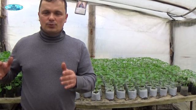 ЭТО ИНТЕРЕСНО-ПОДКОРМКА сладкого ПЕРЦА ПОД КОРЕНЬ  ЭЛЕКТРО ОПРЫСКИВАТЕЛЕМ!