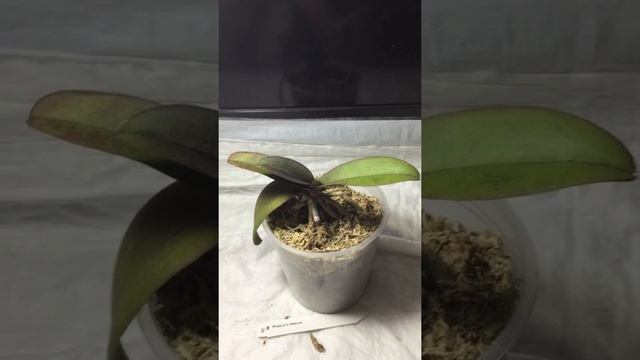 P.Liu’s Sakura / Фаленопсис Льюис Сакура / мой уход смотреть онлайн