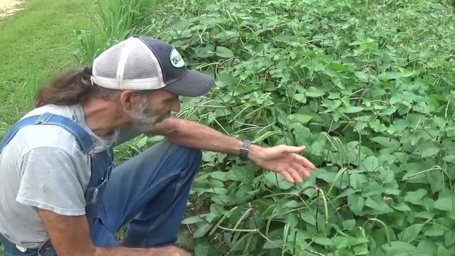 Pinkeye Purple Hull | Red Ripper | Cow Peas смотреть онлайн