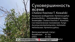 Суховершинность ясеня (Chalara fraxinea T. Kowalski)