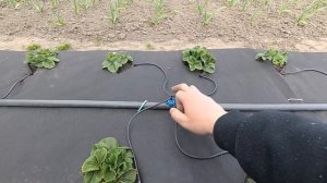 клубника на спане. капельный полив.