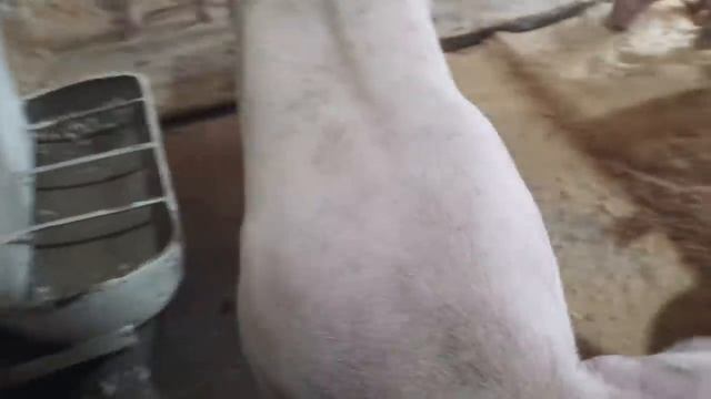 //Содержание свиней на дому,сколько места использую для одной свиньи//Переезд на новую квартиру//