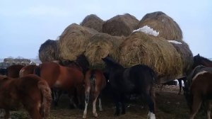 Содержание ЛОШАДЕЙ зимой.
