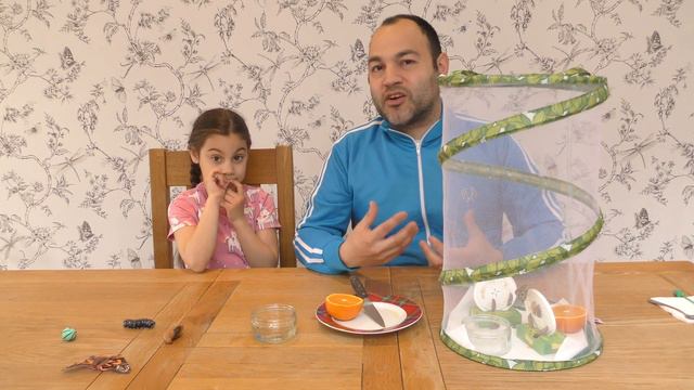 Grow Butterflies At Home Part 4! [Insect Lore] смотреть онлайн